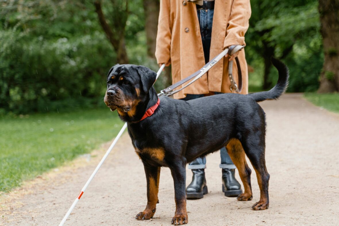A leashed Rottweiler with its owner on a sidewalk, Rottweilers are among the dog breeds with the shortest lifespans