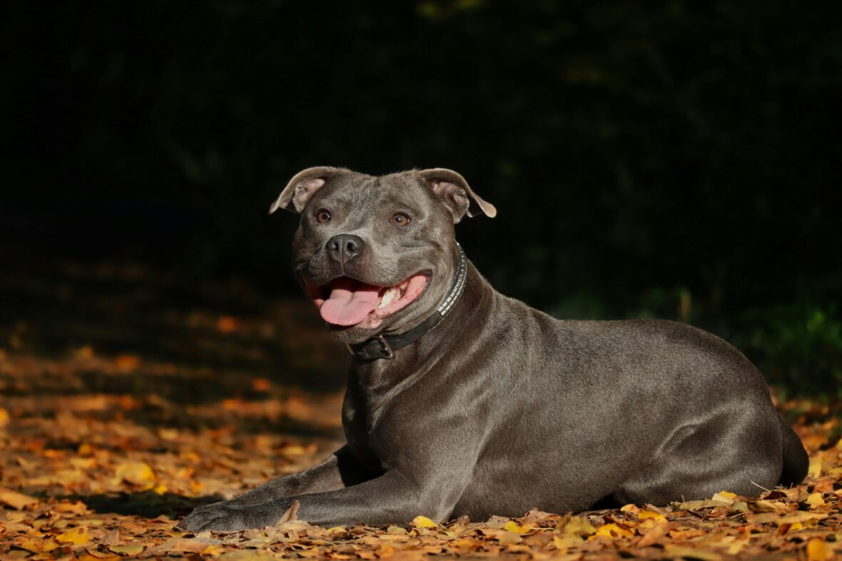 A Staffordshire Bull Terrier lying on the ground with mouth open