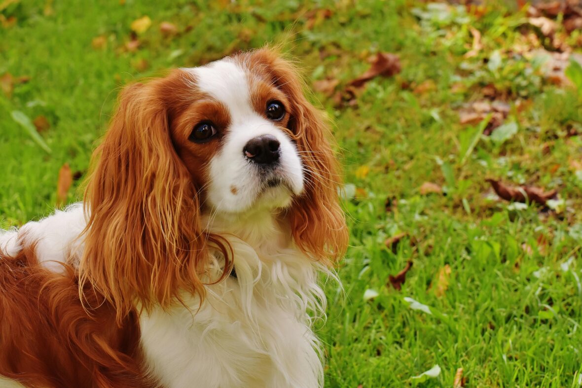 Close-up of a Cavalier King Charles Spaniel