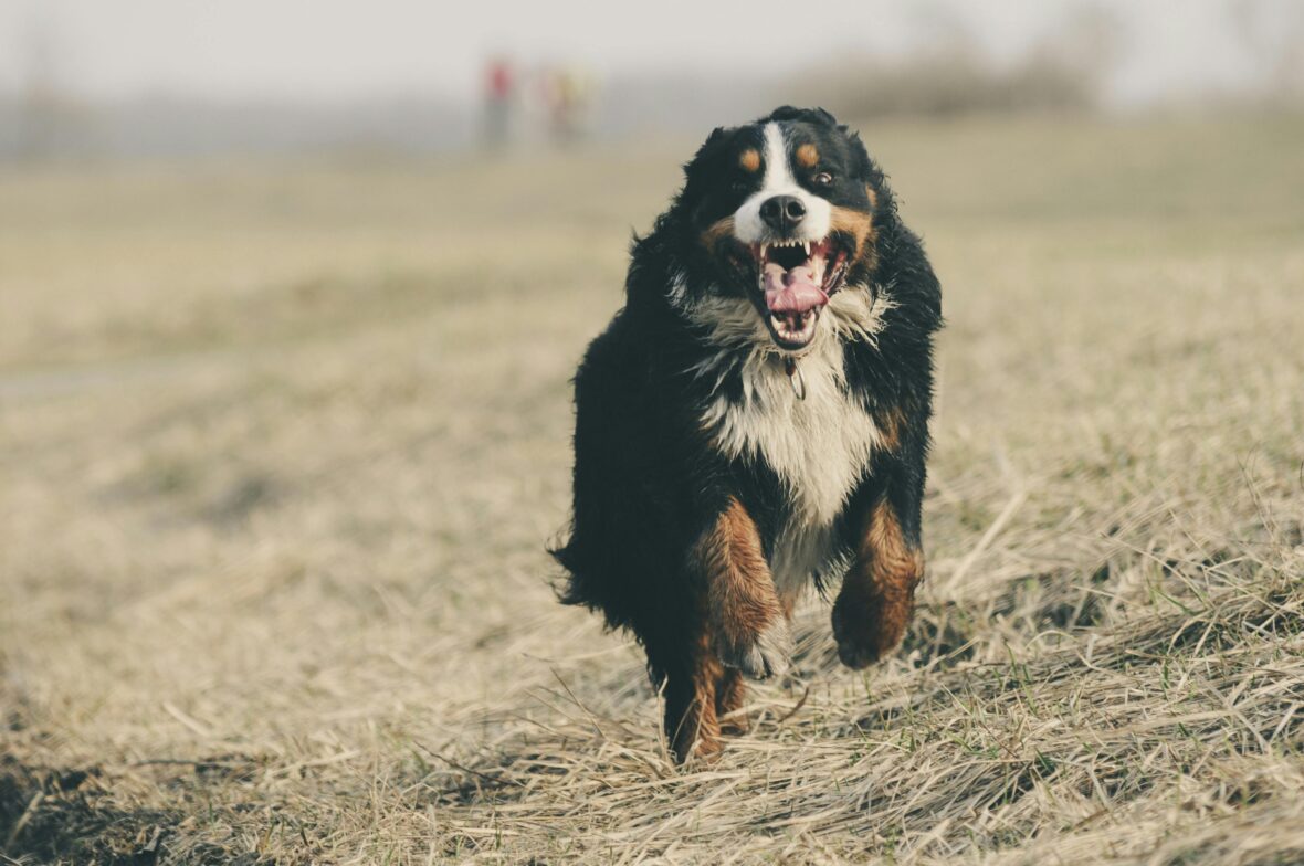 Bernese Mountain Dog running on a grass field with mouth open