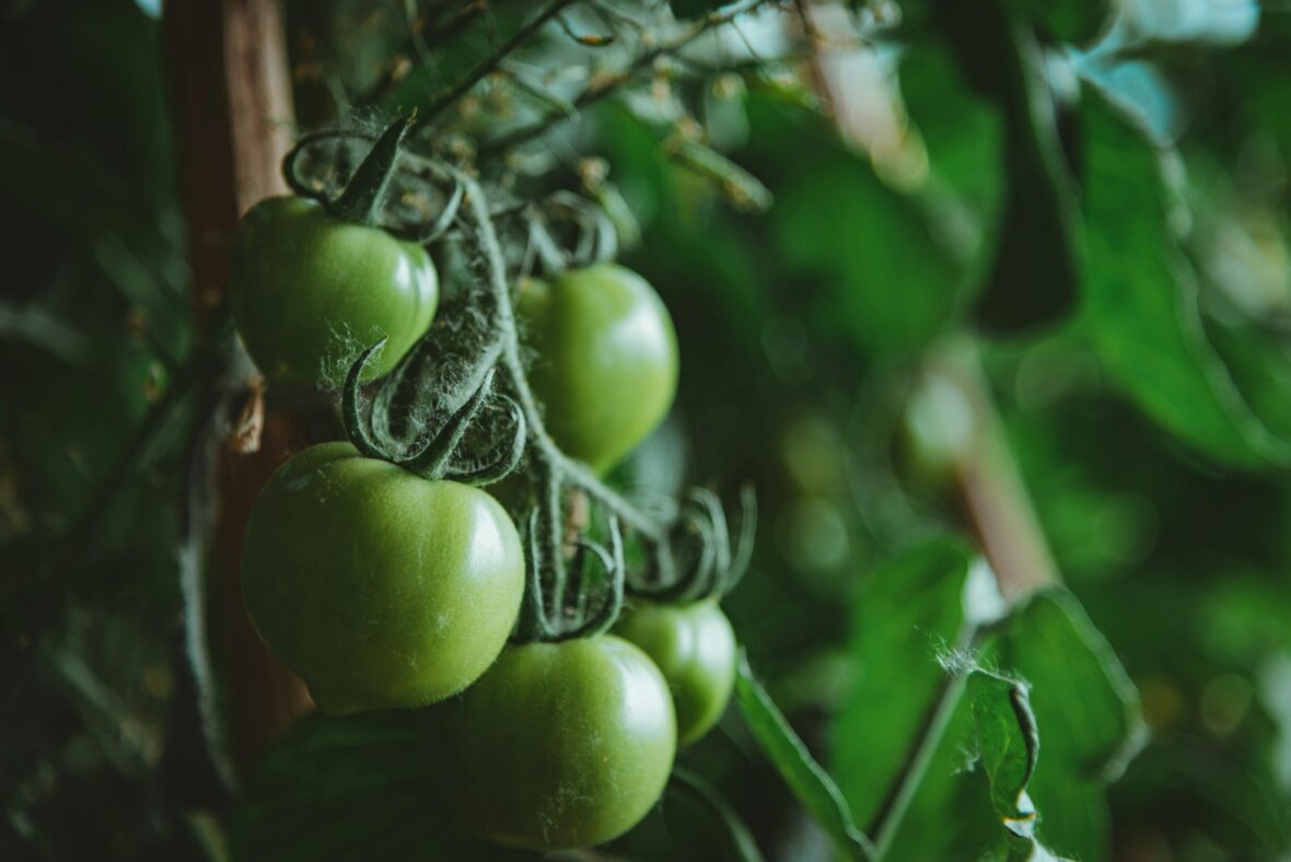 A branch with several unripe tomatoes, unripe tomatoes are among the human foods toxic to dogs 