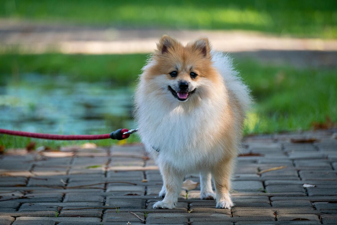 A leashed Pomeranian standing with mouth open, Pomeranians are among the dog breeds with the longest lifespans