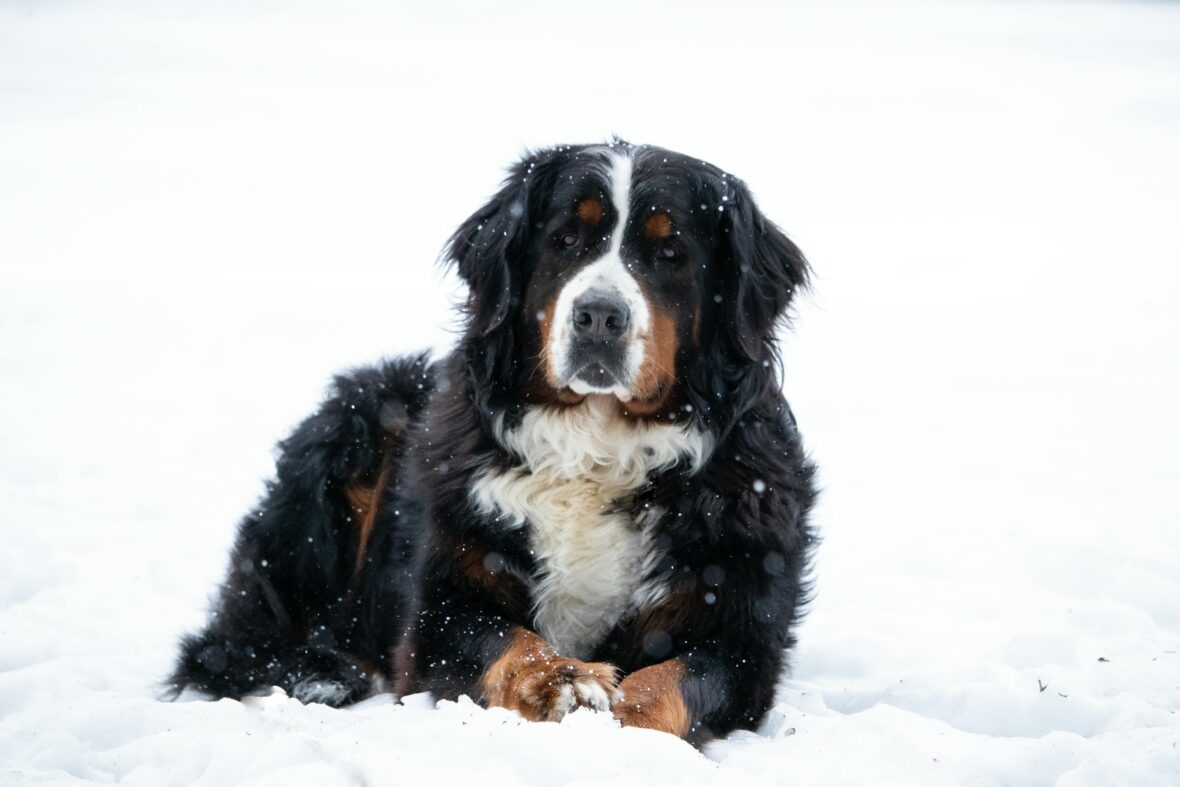 A close-up of a Bernese Mountain Dog lying on a ground covered with snow