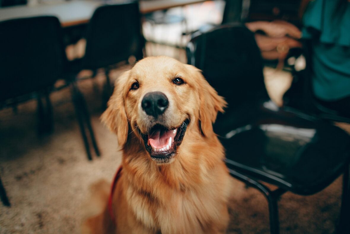 Close-up of a happy Golden Retriever with mouth open, Golden Retreivers are among the dog breeds most prone to cancer