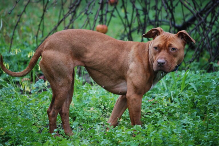Close up of an American Pit Bull standing in a green farm