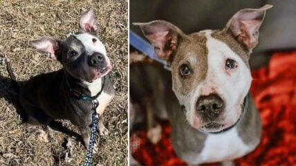 Resilient Pittie Begs For Real Home After Surviving Abuse, Surrender & 2 Years in Shelter