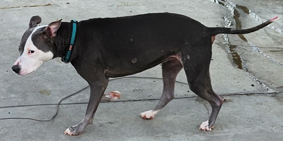 Resilient Pittie Begs For Real Home After Surviving Abuse, Surrender & 2 Years in Shelter