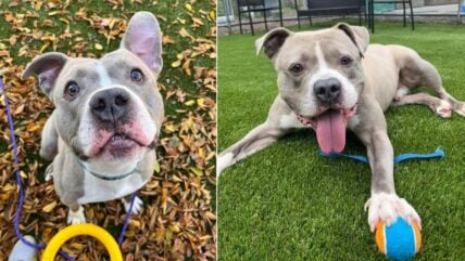Sweet Pit Bull “Bear” Desperately Seeks Foster After 5 Long Years in Shelter