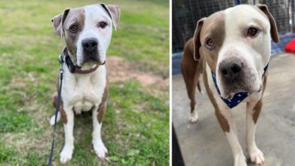 Shelter Dog’s Hopes Crushed as He’s Overlooked Time and Again After 7 Months of Limbo