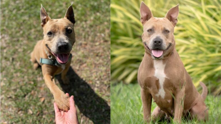 Perfect Shelter Dog Overlooked for Two Years Still Yearning for a Forever Home