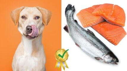 11 Best Salmon Dog Foods Including Kibble, Wet & Raw Formulas