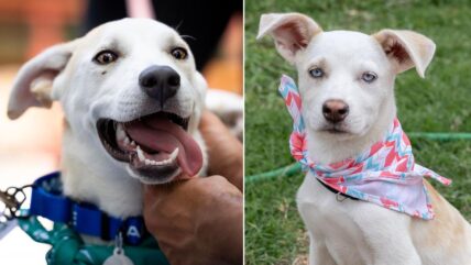 Abandoned Sibling Dogs Found Hunting Bugs to Survive Now Seek Forever Home