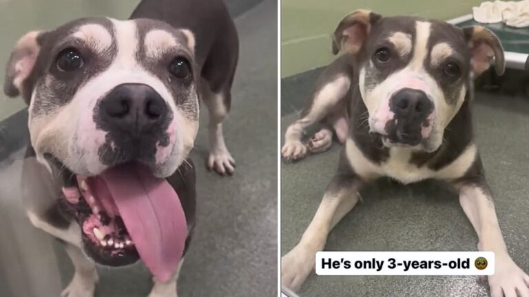 Dog Returned to Shelter After House Dogs Bully Him, Longs for a Permanent Home 