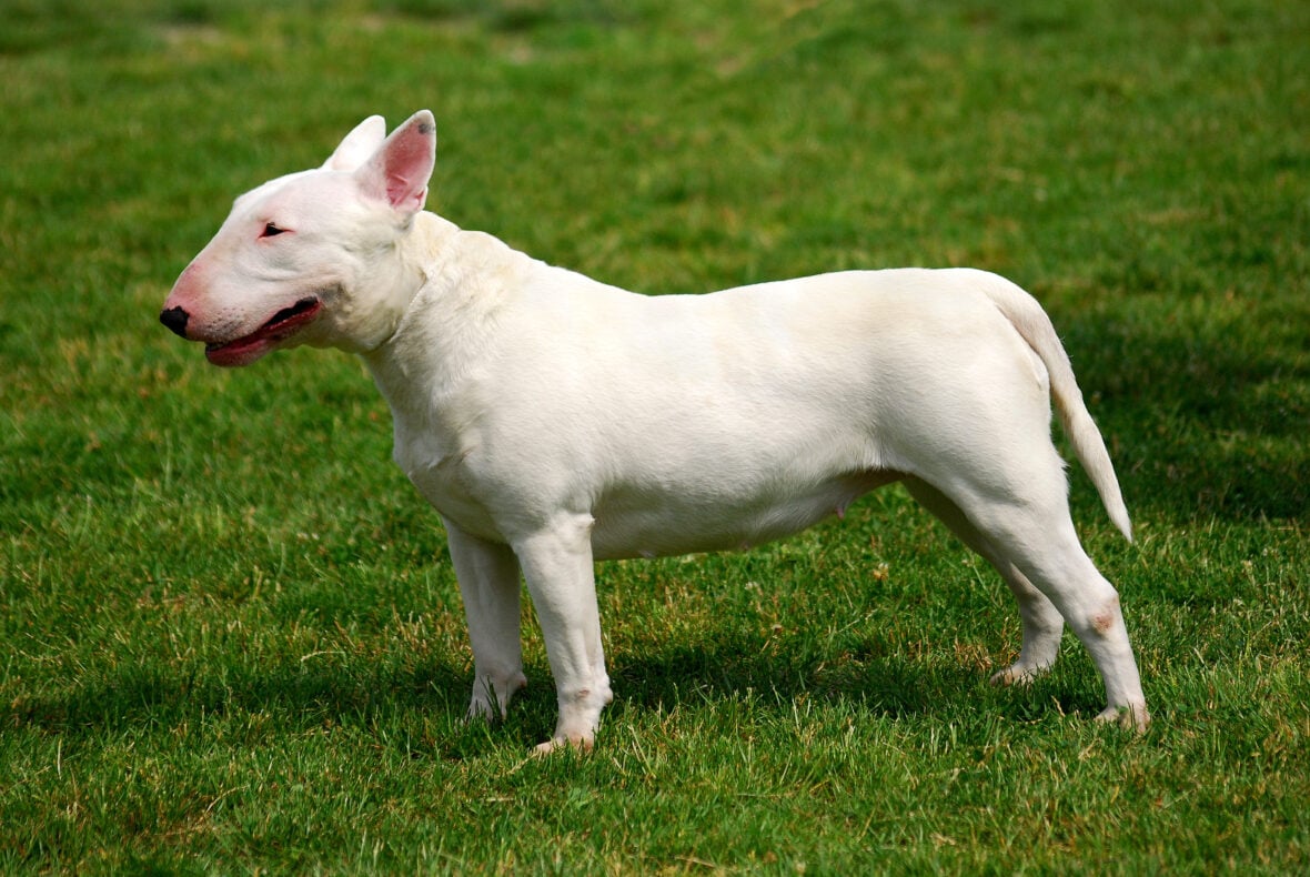 A white miniature Bull Terrier standing on a field with short, green grass, Bull Terriers are among the best small guard dogs to own