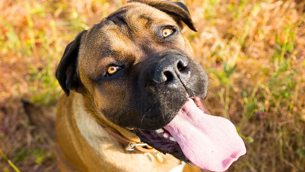 100+ Powerful and Charming Cane Corso Names That Will Make Your Dog ...