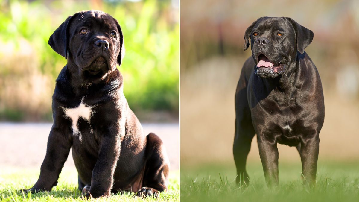 Cane Corsos: 11 Truths About These Majestic Guardians You Didn't Know 