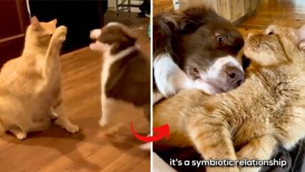 Cat and Puppy Were Mortal Enemies Until One Hilariously Adorable Moment