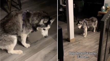 Viral TikTok Shows The Symptoms of Canine Dementia—Learn What To Look For