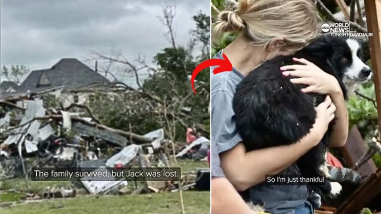 Family Dogs Miraculously Survive After Tornado Destroyed Their Home