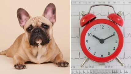How Long Do French Bulldogs Live? Everything You Should Know About the French Bulldog’s Lifespan