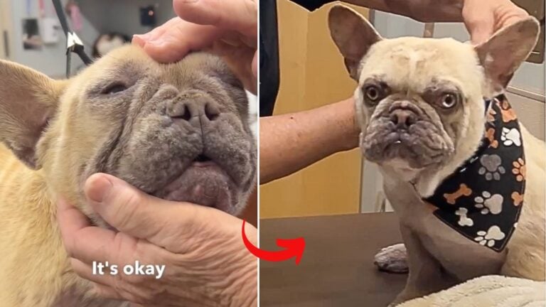 French Bulldogs Abandoned at Shelter Receive Life-Changing Care from Loving Groomer
