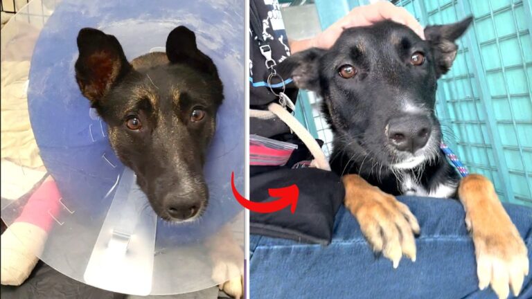 Dog Bound to Fence by Legs, Torso & Neck Escapes Euthanasia to Find Her Soulmate