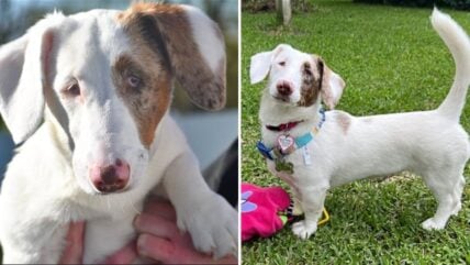 Born Blind & Deaf, This ‘Helen Keller’ Puppy Has a Zest for Life Like No Other