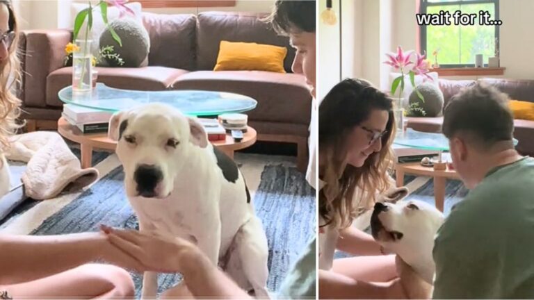This Adopted Pit Bull Acing the “Hands In” Challenge Will Make You Grin From Ear to Ear 