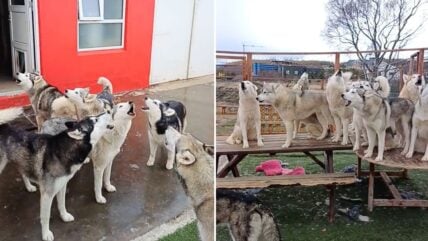 These 23 Huskies Howling in Unison Will Have You Reaching for Earmuffs