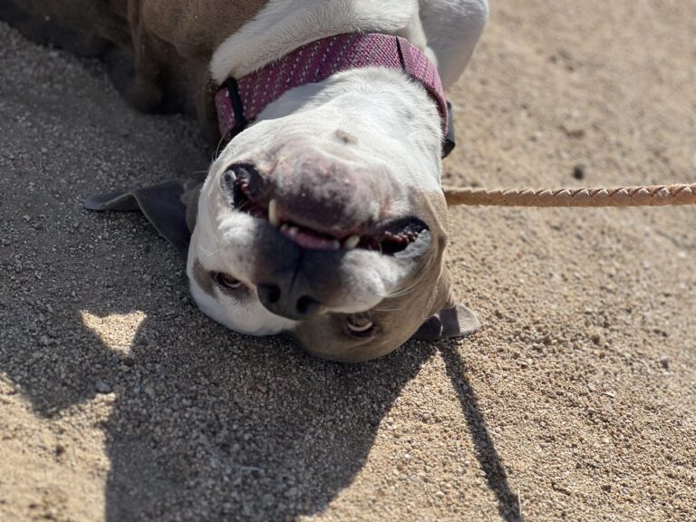 Dog rescue - Beluga: Shelter Dog's Hopes Crushed as He's Overlooked Time and Again After 7 Months of Limbo