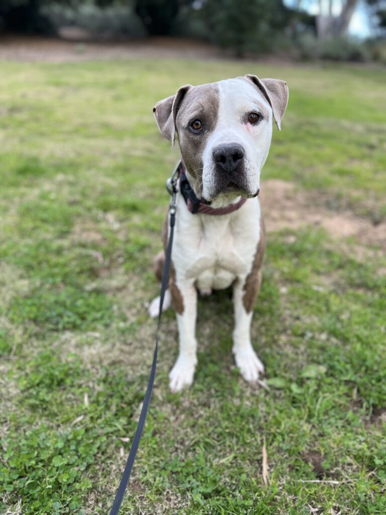 Dog rescue - Beluga: Shelter Dog's Hopes Crushed as He's Overlooked Time and Again After 7 Months of Limbo