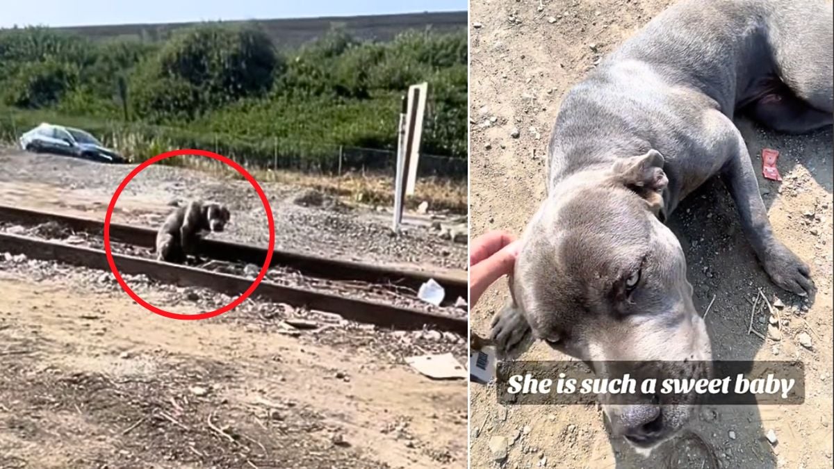 Kind Woman Rescues Stray Pitbull from LA Street. The Dog's Reaction ...