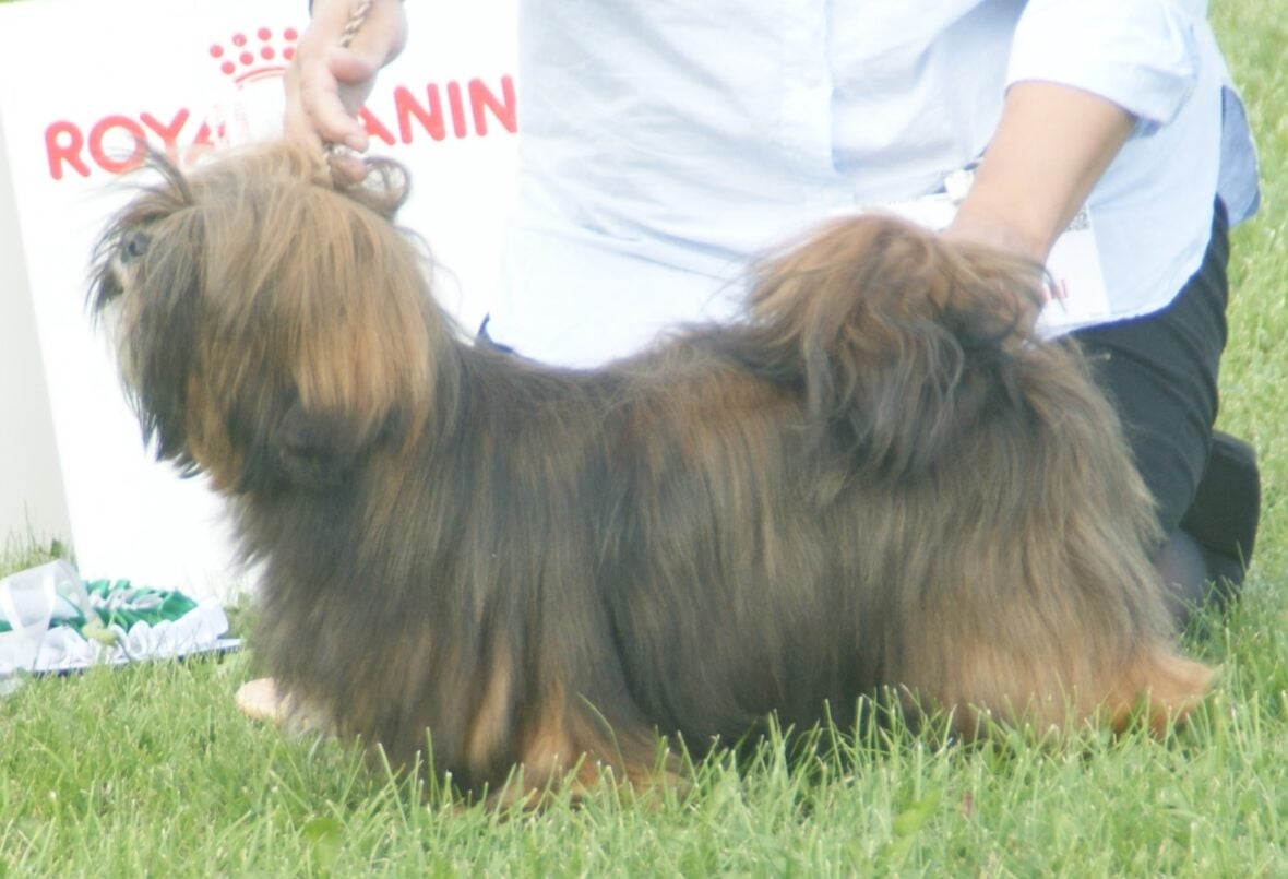 Close up of a long-haired Lhasa Apsos are among the best small guard dogs to own