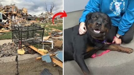 Lucky Dog Survives Flying 4 Blocks In Crate During Tornado – How His Kennel Saved His Life