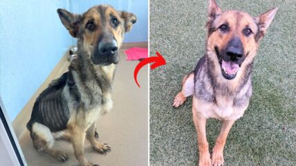 Her Tail-Wagging Joy Is Priceless After Rescuers Helped This Skeletal Sweetheart Gain 20 Pounds