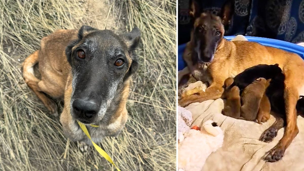 Pregnant Dog Rescued from Backyard Abuse Births 9 Puppies, Now Seeks Forever Home
