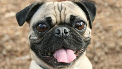 From Squishy to Sophisticated: 150 Names For Every Pug Personality