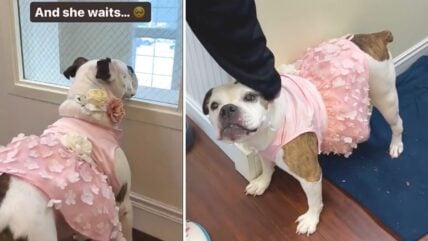 Shelter Staff Beg for Someone to Give Sweet Senior Bulldog Chance at Forever Home