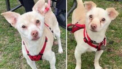 Urgent Plea to Adopt This Treasured Chihuahua Twosome After Golden Years Derailed