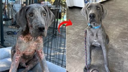 Great Dane Survives Severe Neglect & a Rare Condition, Now Seeks Loving Home