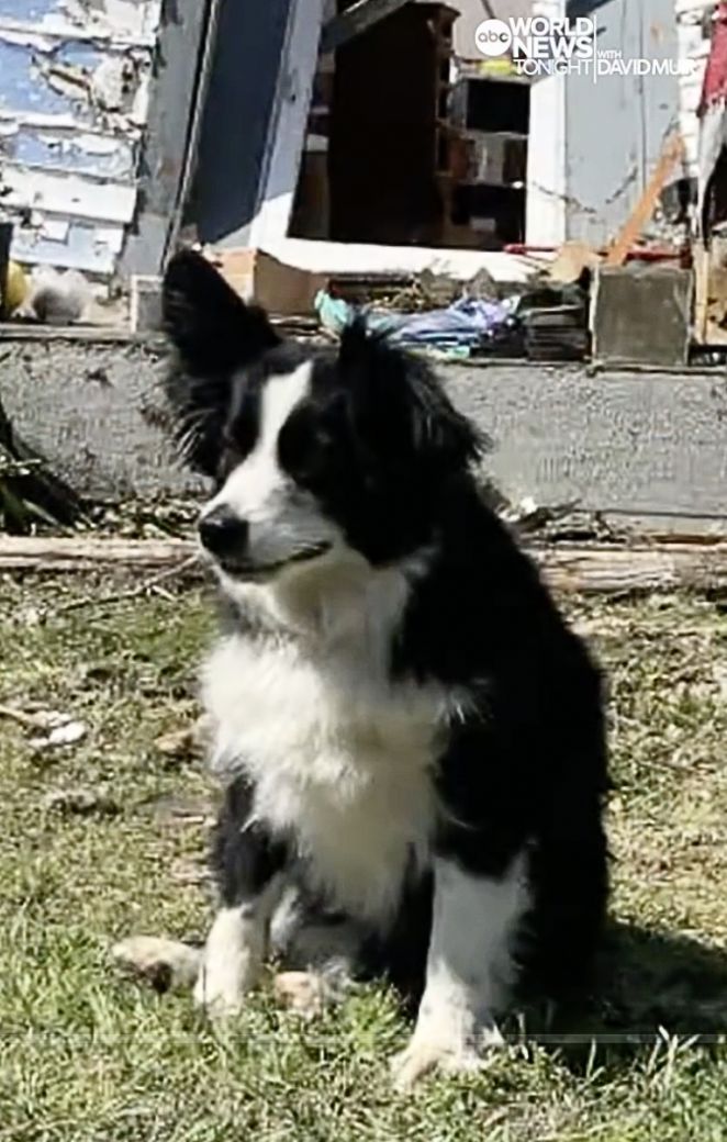Family Dogs Miraculously Survive After Tornado Destroyed Their Home