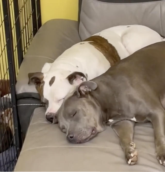 Devoted Auntie Dog Starts Lactating to Help Sister With Massive 14 Puppy Litter