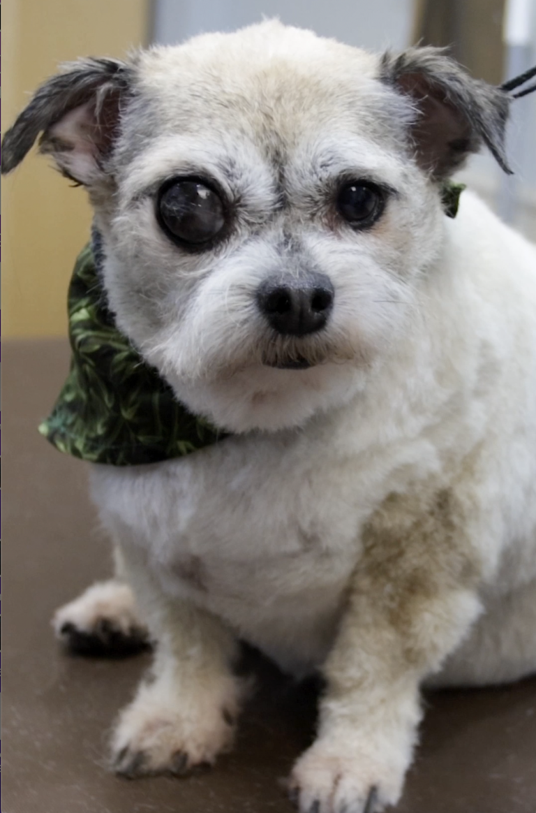 Abandoned Senior Dog With Matted Fur Does Cutest Thing When he Gets Groomed