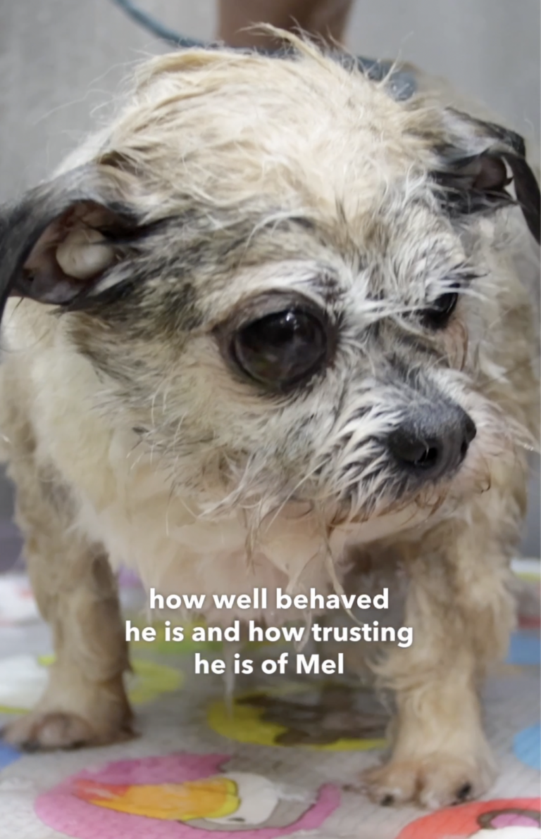 Abandoned Senior Dog Gets Makeover & a Second Chance