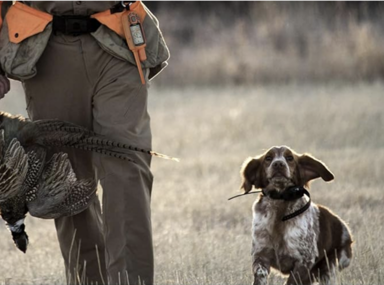 Top 6 Dog Collars & Tags With Built-In Tracking Devices Better Than AirTag