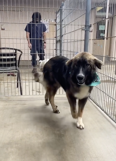 Dog Stuck in Shelter Smiles for First Time Thanks to Groomer's Tender Makeover
