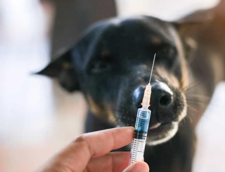 Cytopoint Injection for Dogs