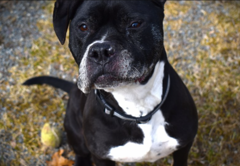 Myna: After a Decade in Shelter, Rescuers Plead to Find Senior Boxer Dog a True Home