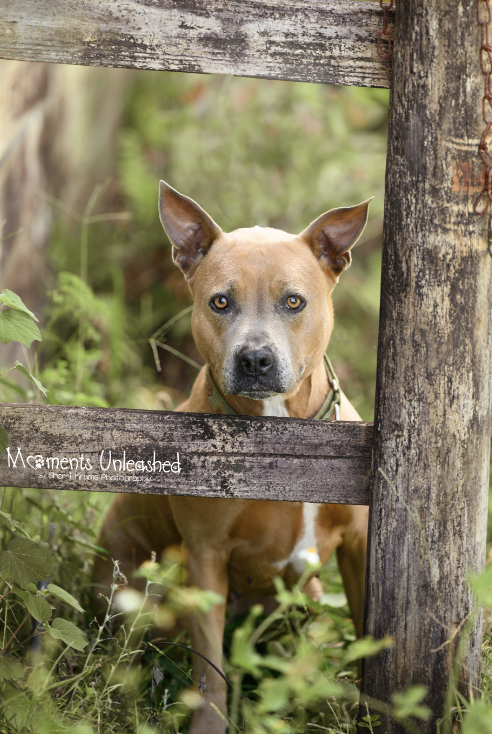 Perfect Shelter Dog Overlooked for Two Years Still Yearning for a Forever Home