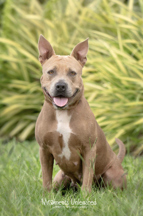 They Call this Shelter Dog the "Total Package" - So Why Has No One Adopted Bessie?